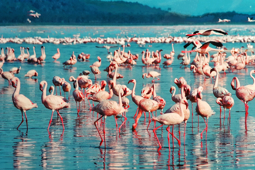 Lake Baringo National Park