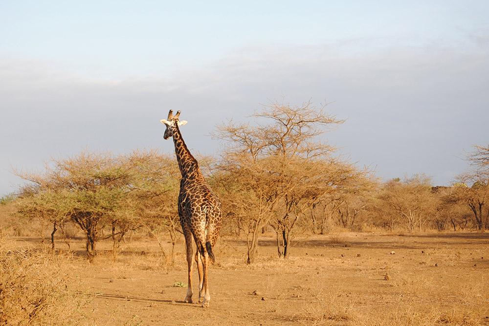 Marsabit National Reserve