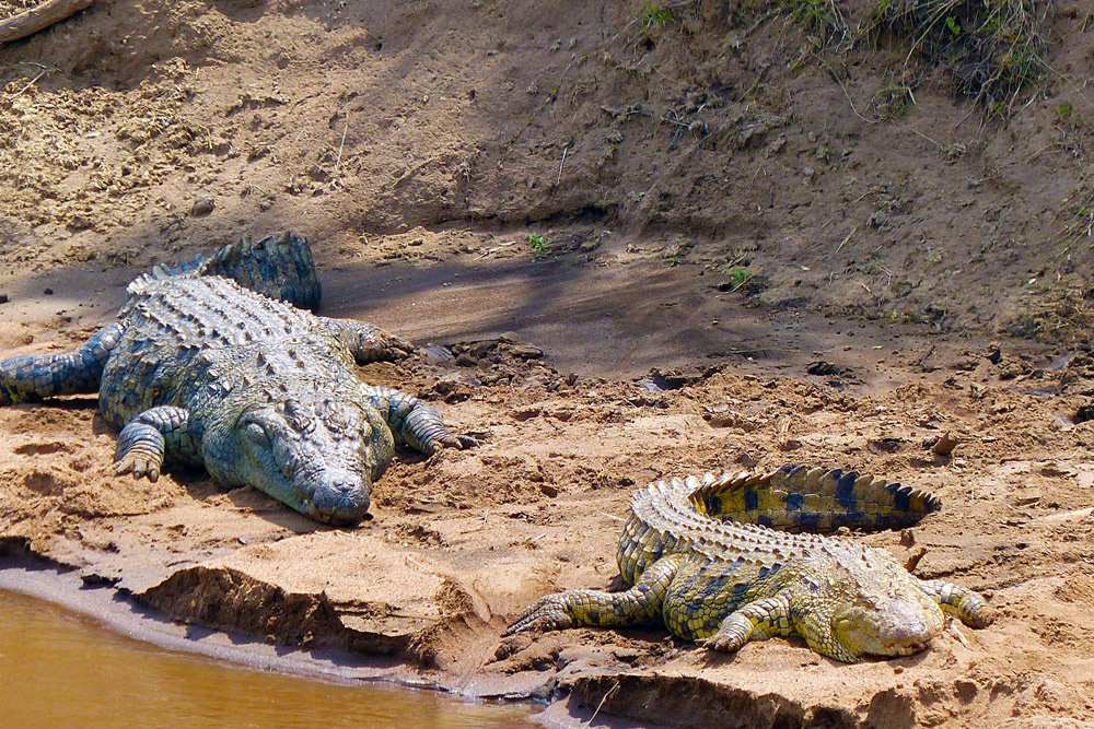 Mara Triangle & Mara Conservancy