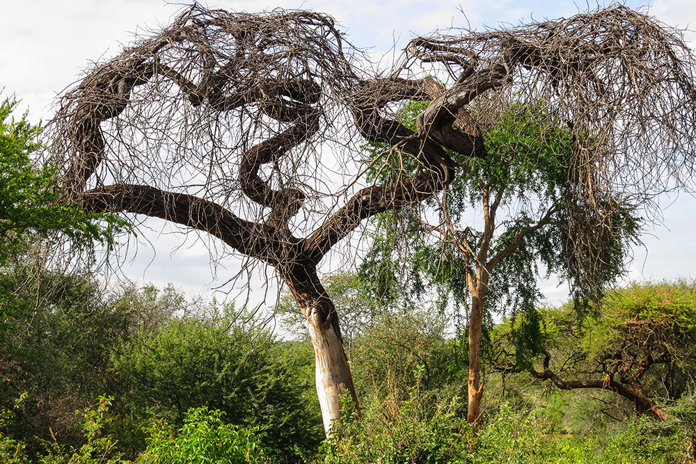 Mwea National Reserve