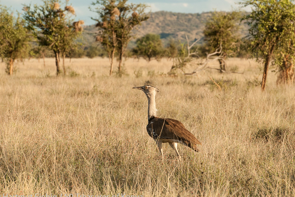 South Turkana National Reserve