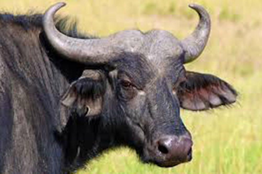 Buffalo Springs National Reserve