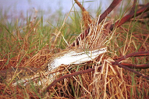 Day 3; Tsavo West - Mombasa