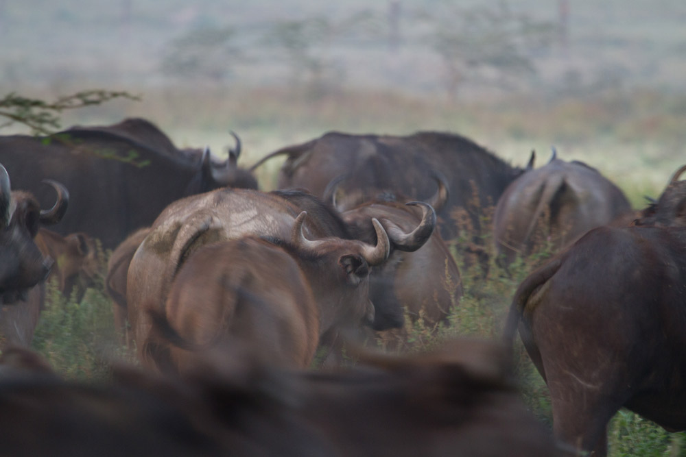 Day 6; Masai Mara